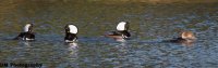 #109741bcr.jpg