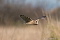 DSC_1935.JPG