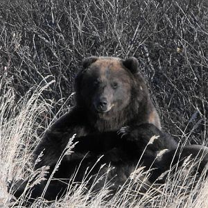 Alaska Grizzly Bears