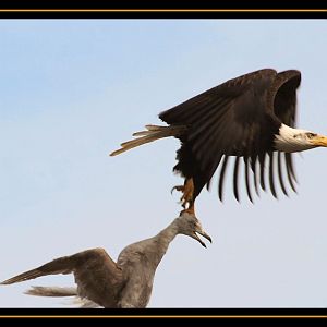 Bald Eagle Carrying Gull