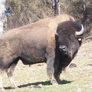 Buffalo In Oregon ?