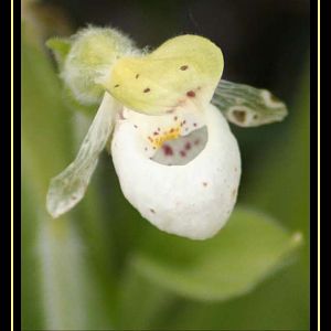 Alaskan Orchid - Lady Slipper