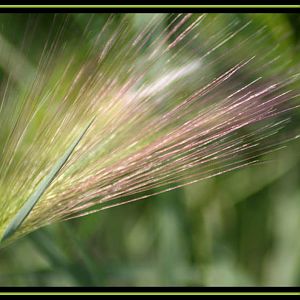 Bearded Grass