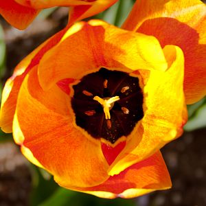 Heart of the Tulip