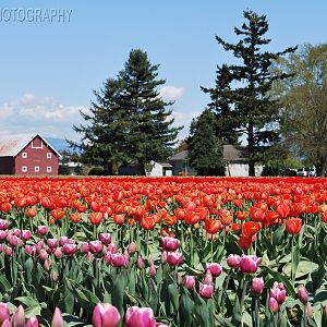 picturesque tulip field