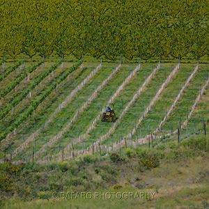 Tending the vineyard