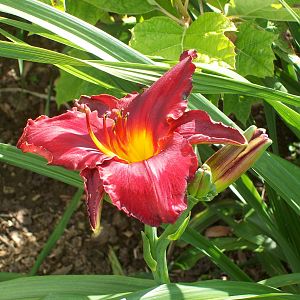 new variety of Day Lily