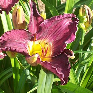 new variety of day lily
