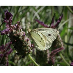 623-09_Cabbage_Butterfly_1