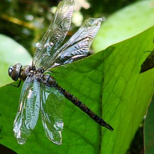 Newly-Emerged Dragonfly
