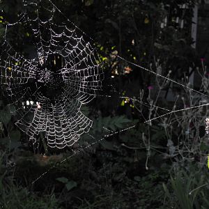 Backlit misty orb (Garden Spider) web