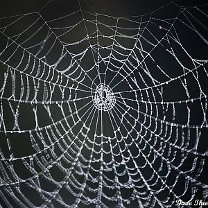 the web