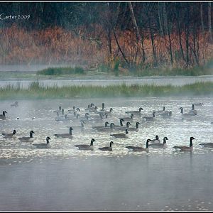 Canadian Geese at Chambers Creek