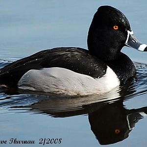 Ring-Necked duck