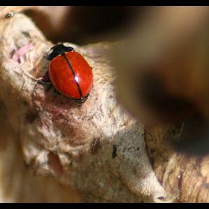 Tiny Fly - Huge Ladybug!