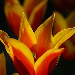 Edged Tulip