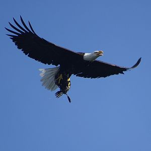Bald eagle with cormorant in Talons