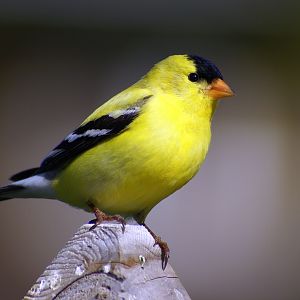 Goldfinch on the deck