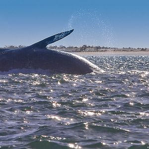 Gray Whale Breaching