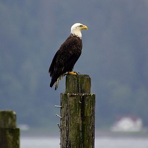 Eagle at Sekiu Marina