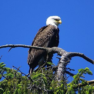 Bald Eagle at Ship wreck point