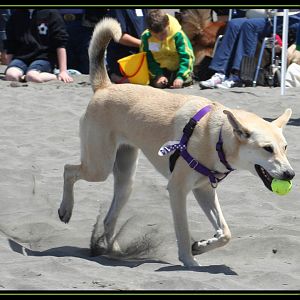 Doggie Olympic Game - Long Beach Washington 2010