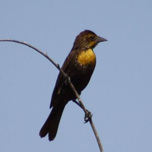 Female yellow headed blackbird