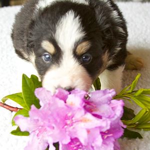 BC puppy and flower