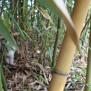 Cat in the bamboo