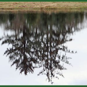 Playing with Pond Reflection