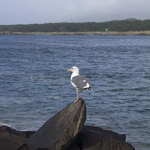 seagull, Florence, OR Coast