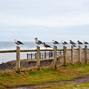 Seagulls (Not Ducks) In A Row