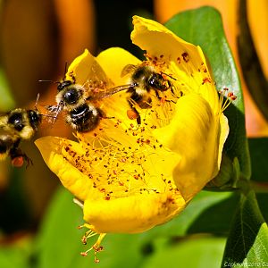 Honey Bees At Work