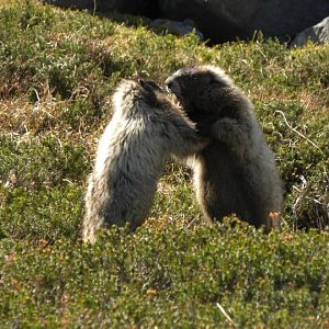 Marmots Fighting in Summerland