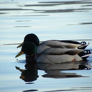 Ducks on Lake Washington