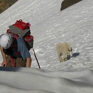 Mountain Goat Stalker