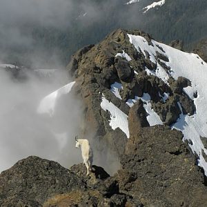 Suicidal Mountain Goat