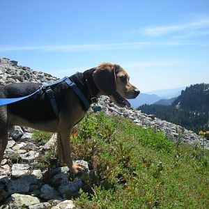 My Dog on Silver Peak