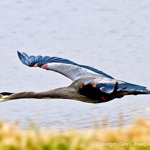 Blue Heron Flying Low.....