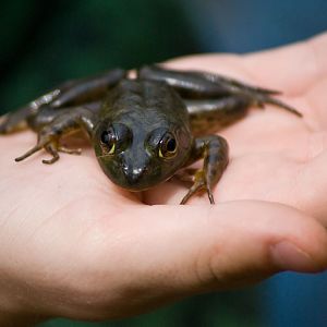 Frog in the Hand