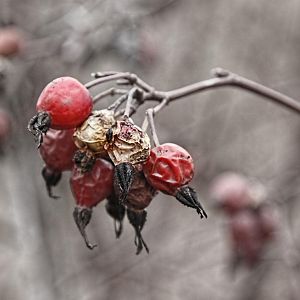 Rose Hips - So hip they are cool.