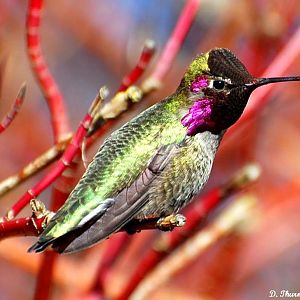 Anna humingbird