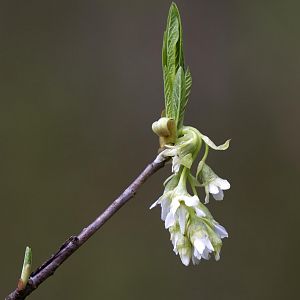 Indian Plum, Oemlaria cerasiformis