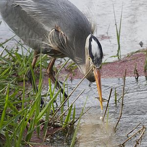 The Story of the Heron and the Minnow