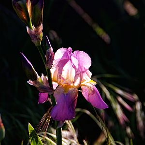backlit iris