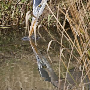 Reflection of a Great Blue Heron