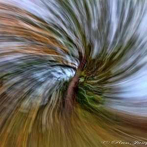 Abstract Image ceder tree