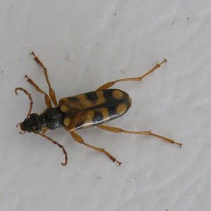 Longhorn Beetle