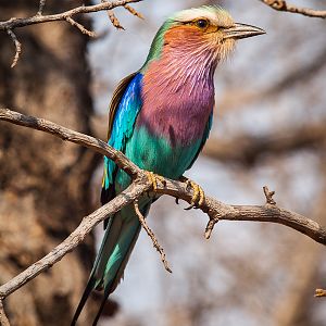 Lilac breasted Roller