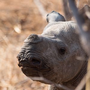 Curious young Rhino